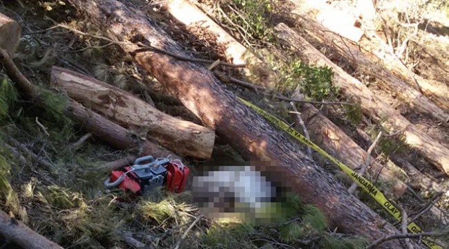Kestiği ağacın altında kaldı, cesedi 4 gün sonra bulundu