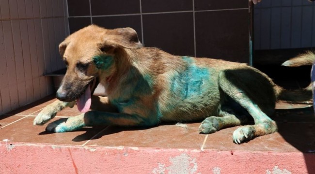 Köpeğin üzerine jiletle 'it' yazdılar