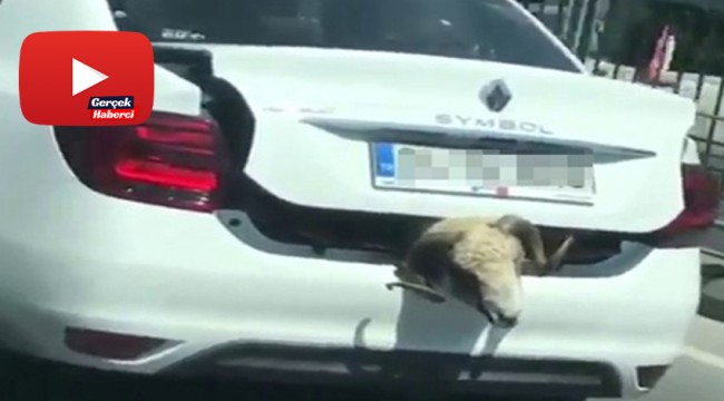 Kurbanlık koyunu otomobil bagajında böyle taşıdı