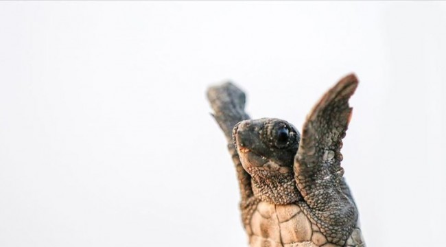 Sağlık Bakanlığı’ndan sağlıklı yaşam için caretta carettalar videosu