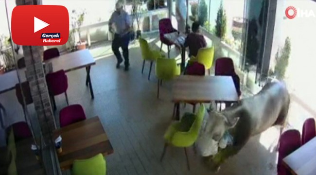 Sahibinden kaçan kurbanlık boğa kafeye girdi