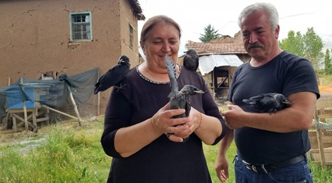 Sahiplendiği kargalara çocuklarının adını verdi
