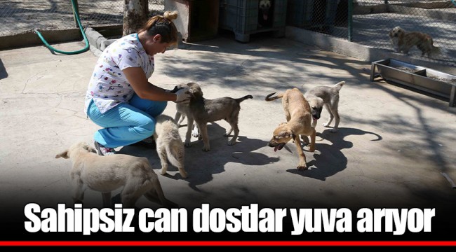Sahipsiz can dostlar yuva arıyor