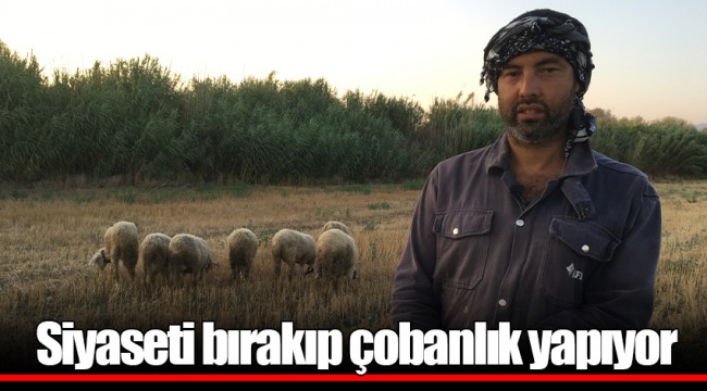 Siyaseti bırakıp çobanlık yapıyor
