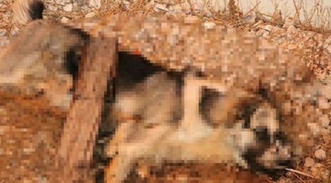 Sokak köpeğini bıçaklayarak öldürdüler
