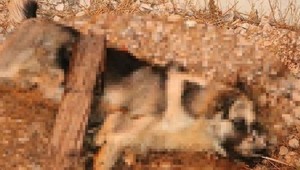 Sokak köpeğini bıçaklayarak öldürdüler