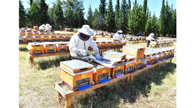 Tahtalı Barajı’nda “bal ormanı” kuruldu sıra markalaşmada