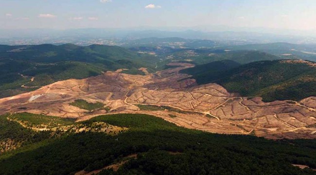teyit.org açıkladı: Kirazlı'da altın madeni için kaç ağaç kesilmiş olabilir?