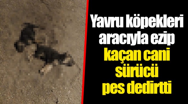 Yavru köpekleri aracıyla ezip kaçan cani sürücü pes dedirtti