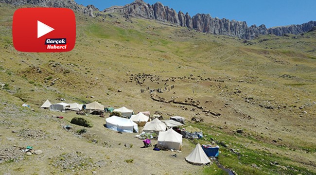 Yıllardır gidilemeyen yaylalarda silah sesi yerini koyun kuzu seslerine bıraktı
