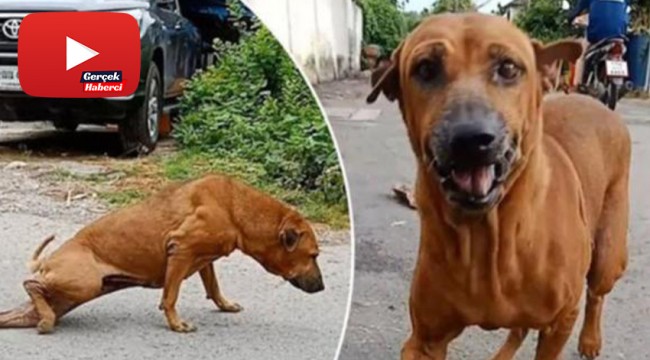 Yiyecek için 'kırık bacak numarası' yapan köpeğin videosu viral oldu