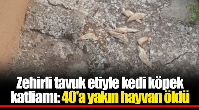 Zehirli tavuk etiyle kedi köpek katliamı: 40'a yakın hayvan öldü
