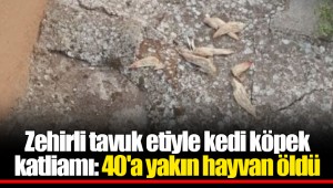 Zehirli tavuk etiyle kedi köpek katliamı: 40'a yakın hayvan öldü