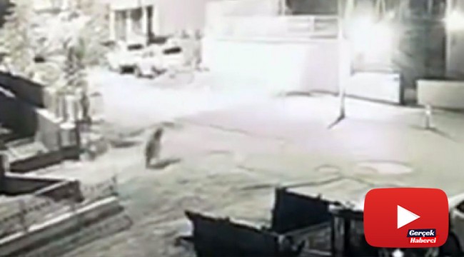 Aç kalan boz ayı, şehir merkezine indi