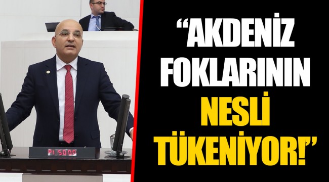 “AKDENİZ FOKLARININ NESLİ TÜKENİYOR!”