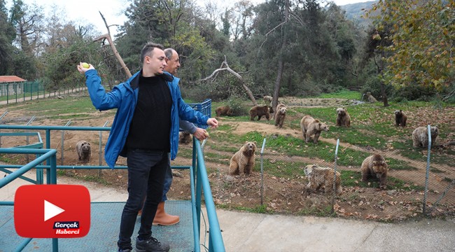 Ayılar kış uykusu için enerji depoluyor
