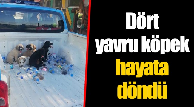 Dört yavru köpek hayata döndü