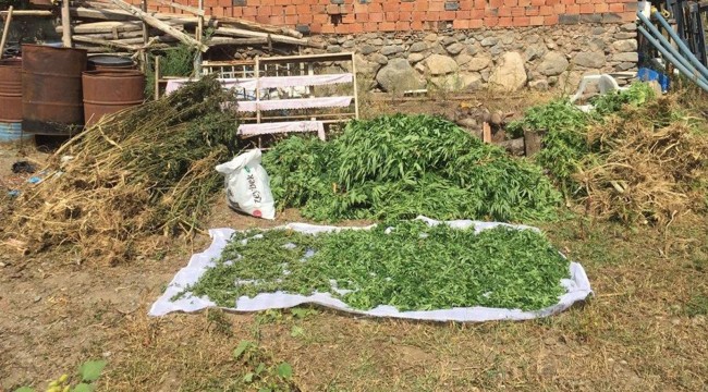 Evinde esrar bulundu, "Mısır ektim, esrar çıktı" dedi