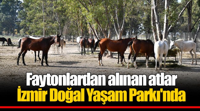 Faytonlardan alınan atlar İzmir Doğal Yaşam Parkı'nda