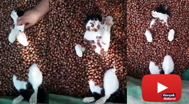 Fındık banyosu yapan kedinin görüntüsü sosyal medyada büyük ilgi gördü