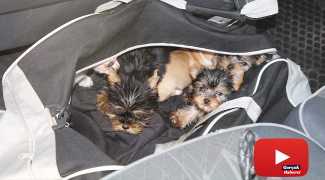 Kapıkule Sınır Kapısında 11 adet köpek yavrusu yakalandı
