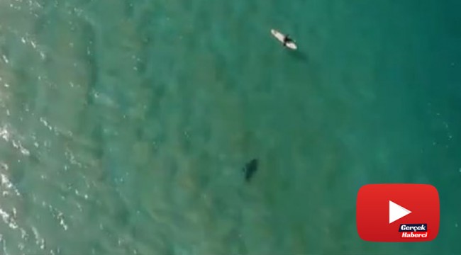 Köpek balığı saldırısını drone ile engelledi