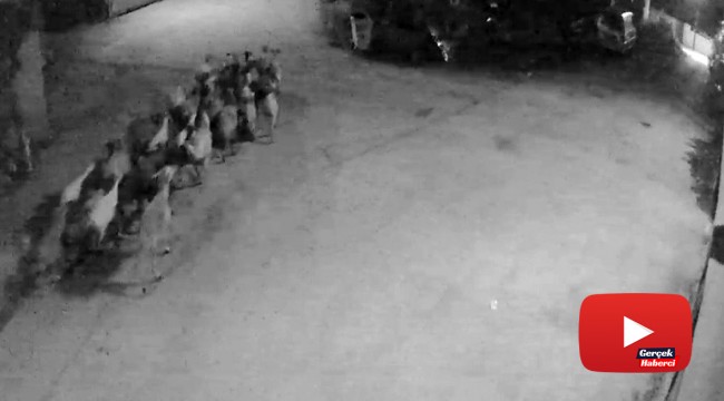 Koyunları "otlata otlata" çaldılar