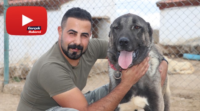 Lüks bir otomobil fiyatında, değeri dudak uçuklatıyor