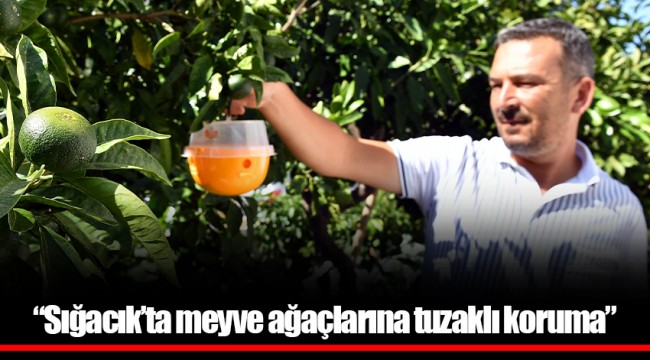 “Sığacık’ta meyve ağaçlarına tuzaklı koruma”