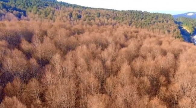 Tırtıllar ormanı böyle kuruttu...Kimse 'dur' diyemiyor