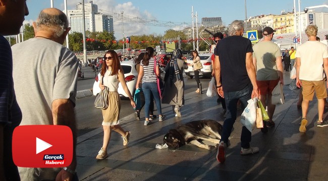 Turist kadın sevdiği köpek tarafından ısırıldı