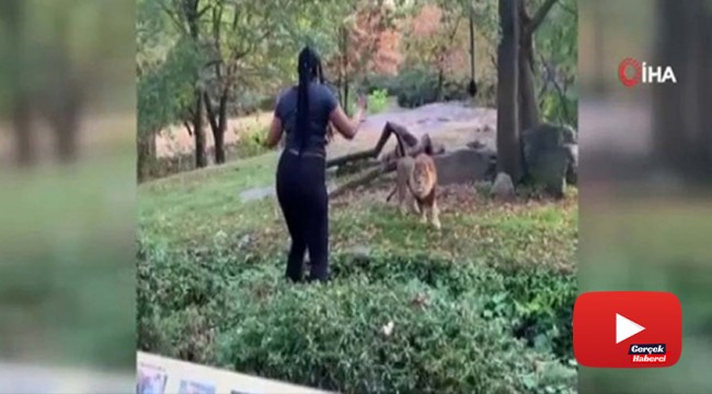 ABD'li kadının aslanla tehlikeli dansı