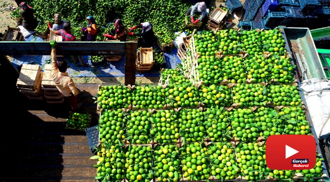 Adana’da mandalina hasadı başladı