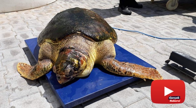Astrid isimli caretta caretta 4 yıl sonra sağlığına kavuştu
