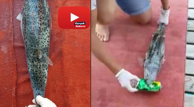 Balon balığı, tenekeyi parçalarken görüntülendi