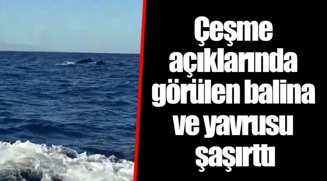 Çeşme açıklarında görülen balina ve yavrusu şaşırttı
