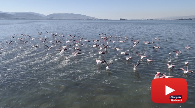 Flamingolar İzmit Körfezi’ne akın etti