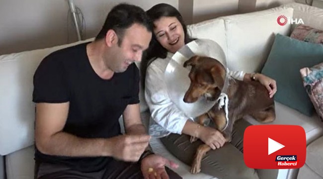 Köpeği ameliyat olan kadına belediyeden bir gün refakat izni