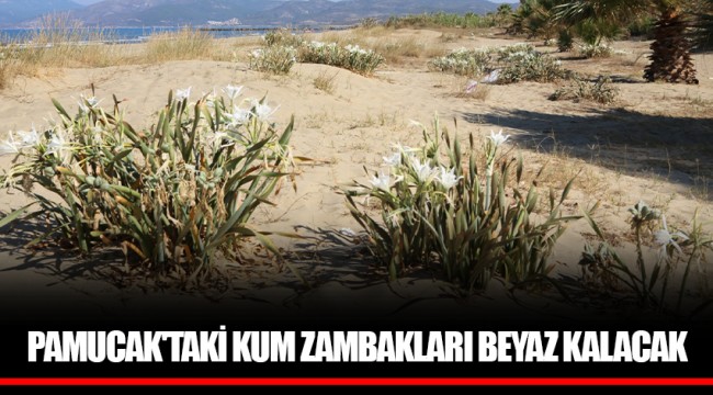 PAMUCAK'TAKİ KUM ZAMBAKLARI BEYAZ KALACAK
