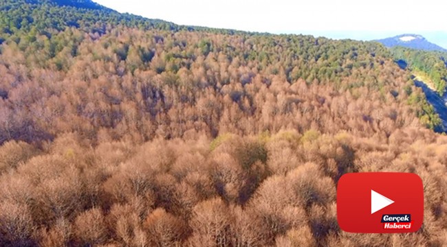 Tırtıllara hava harekâtı