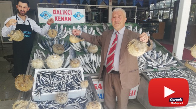 Türkiye kıyılarında ‘İstilacı Balon Balığı’ tehlikesi