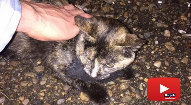 Uyuşturucu kuryesi kedi gardiyanlara yakalandı