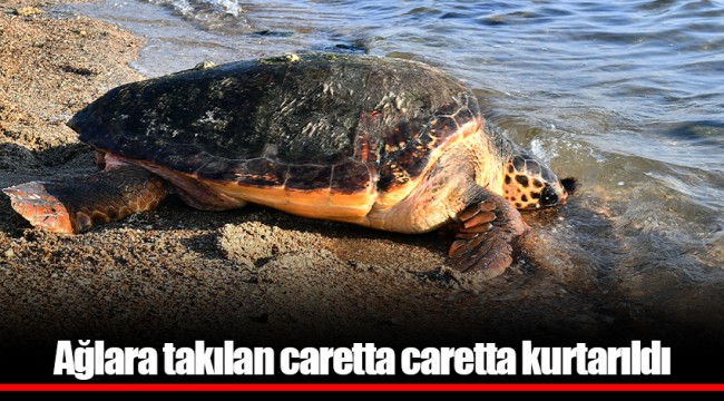 Ağlara takılan caretta caretta kurtarıldı