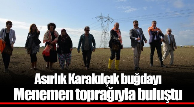 Asırlık Karakılçık buğdayı Menemen toprağıyla buluştu