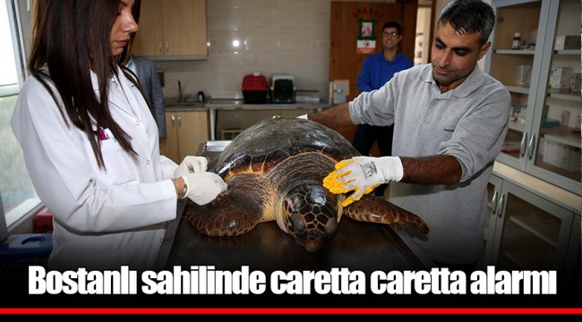 Bostanlı sahilinde caretta caretta alarmı