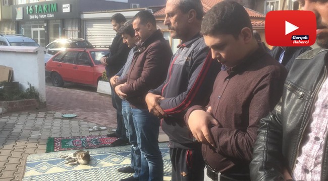 Cami cemaatinin kedi sevgisi takdir topladı