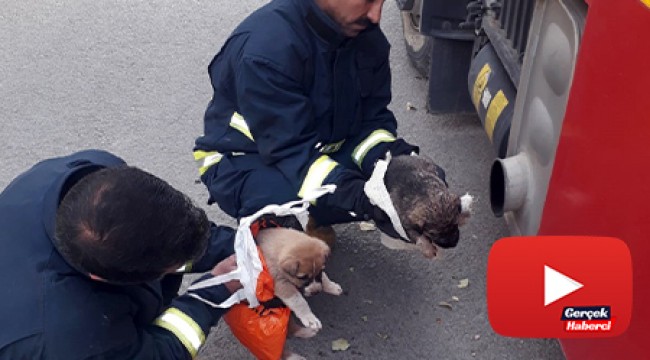Dereden kurtarılan yavru köpekler araç egzozuyla ısıtıldı