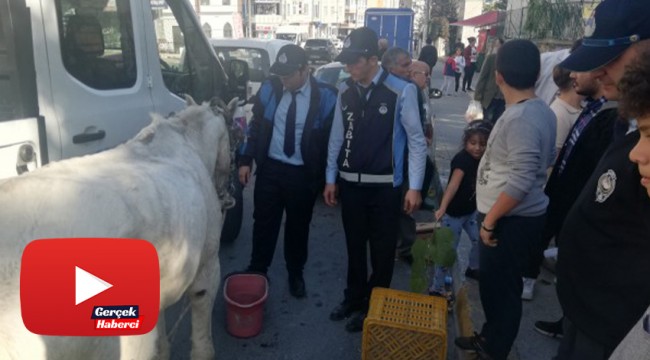 Esenyurt'ta bir ayağı sakat ve gözü kör ata işkence