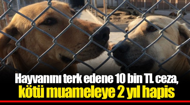 Hayvanını terk edene 10 bin TL ceza, kötü muameleye 2 yıl hapis