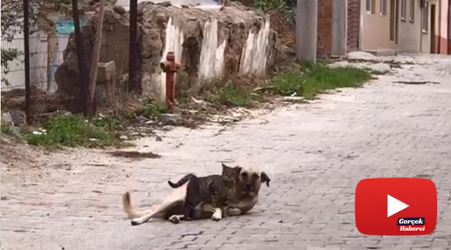 Kedi ile köpeğin dostluğu